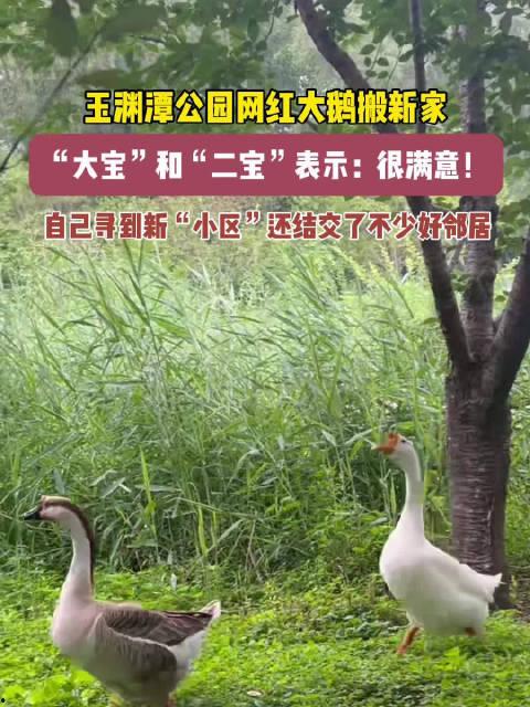 網(wǎng)紅大鵝,從田間到網(wǎng)絡(luò )，一只鵝的傳奇之旅